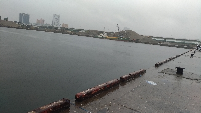 6/11釣果キビレタコアジサバ