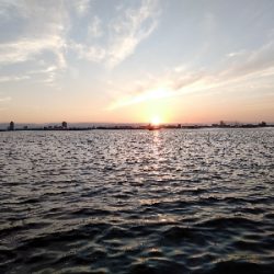 今週は落とし込みで黒鯛ゲット