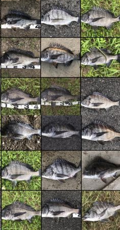 イチノ兄弟、釣果！