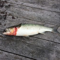 カタタのイカダ