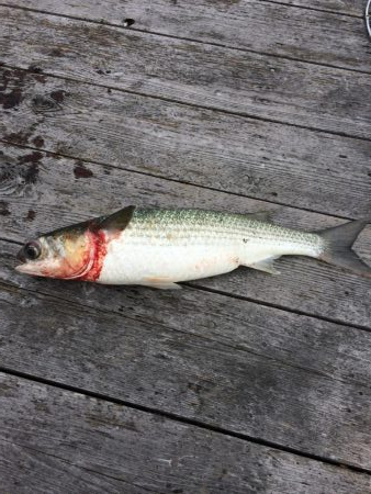 カタタのイカダ