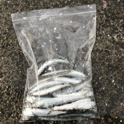 梅雨入りイワシ