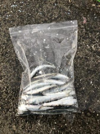 梅雨入りイワシ