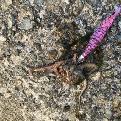 穴釣りとエギング