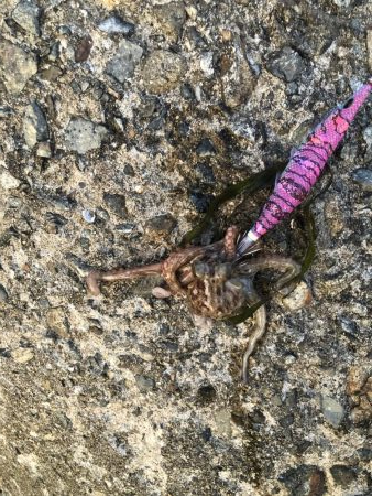 穴釣りとエギング