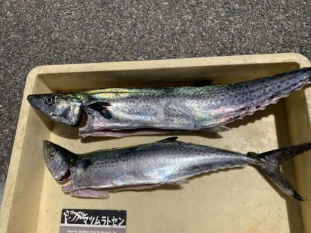 ショアジギでサワラ