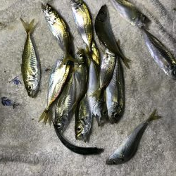 アジが渋い。マナーが悪い