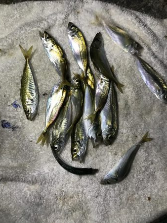 アジが渋い。マナーが悪い