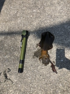 アジ、アオリイカ