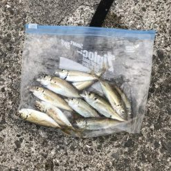 アジも皆既日食もしぶい