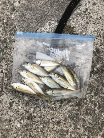 アジも皆既日食もしぶい