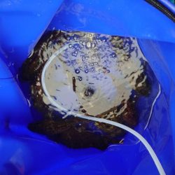 強風でもガシラ連発