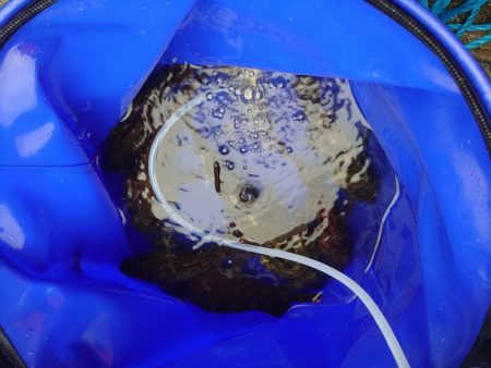 強風でもガシラ連発