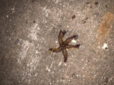 雨上がりのウキ釣り