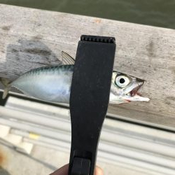 やっぱりさば祭り