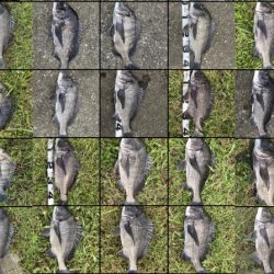 イチノ兄弟、釣果!