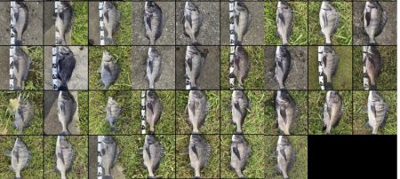 イチノ兄弟、釣果!