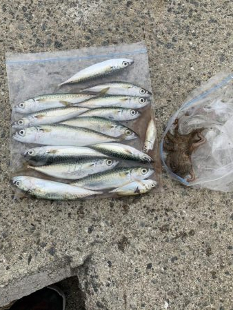 コロナ休み⇄釣り