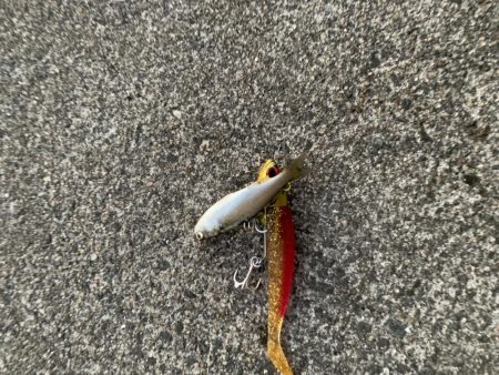 退かぬ！媚びぬ！省みぬ！