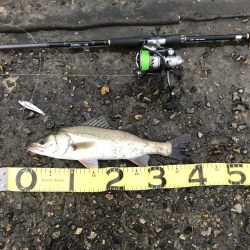 ランカーシーバス降臨!!