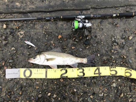 ランカーシーバス降臨!!