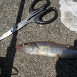 キスはいますか？