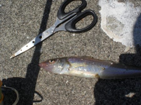 キスはいますか？