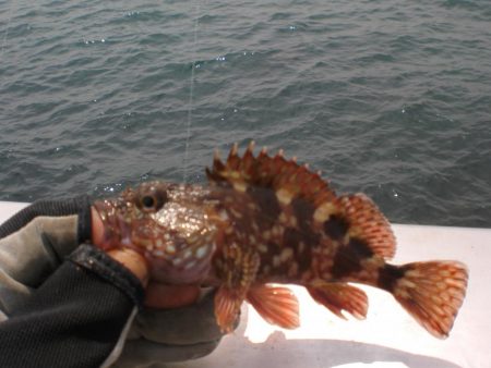 ちびガシラの日