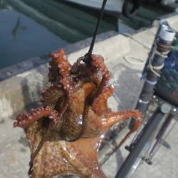 湾内にタコ居ない！