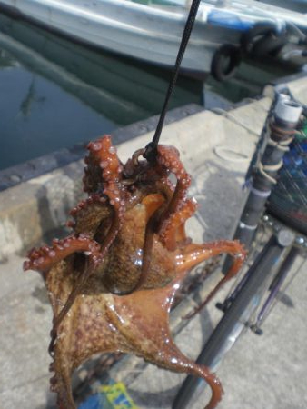 湾内にタコ居ない！