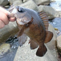 福井県でキジハタ・カサゴ・メバルを釣る！ルアーキャスティング＆スイミング穴釣りゲーム