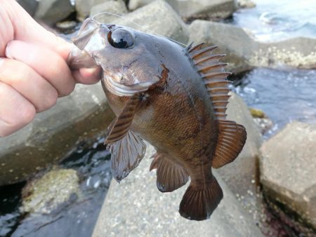 福井県でキジハタ・カサゴ・メバルを釣る！ルアーキャスティング＆スイミング穴釣りゲーム