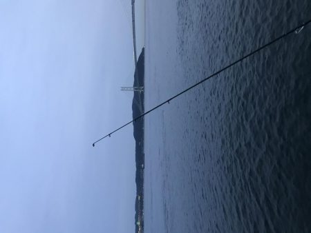 豆アジが到来。