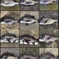 イチノ兄弟、釣果！