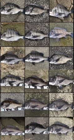 イチノ兄弟、釣果！