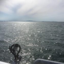 ハマチ狙いなんだけど。