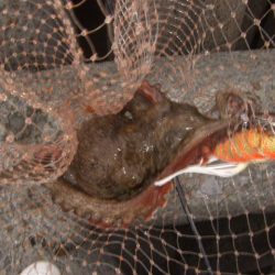 今年はイケそう