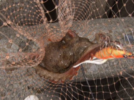 今年はイケそう