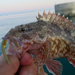 キャロダートでデイゲーム