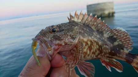 キャロダートでデイゲーム