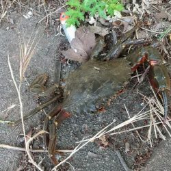 バラエティ豊富