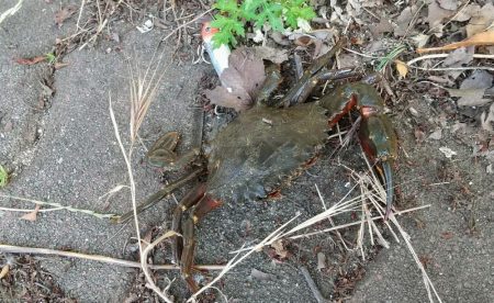 バラエティ豊富