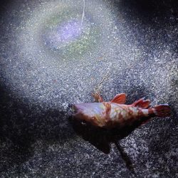 雨のちショアジギ