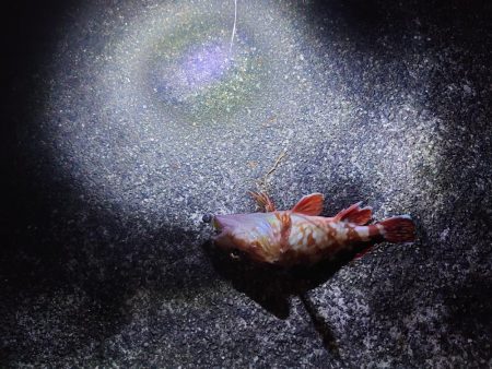 雨のちショアジギ