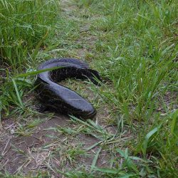 ナマズ狙いだったのに…