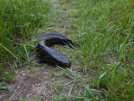 ナマズ狙いだったのに…