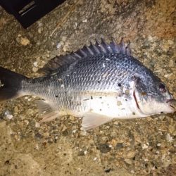 シーバス釣りからのチニング