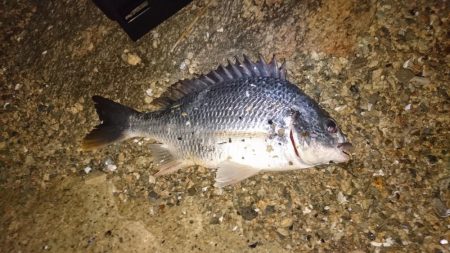 シーバス釣りからのチニング