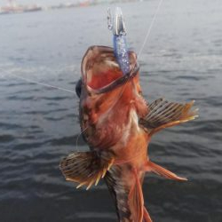 ガシラ11  小サバ3