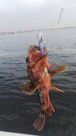 ガシラ11  小サバ3